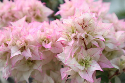 Close-up of pink cherry blossoms