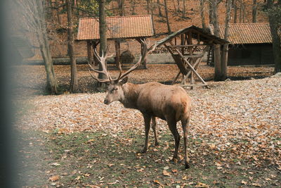 Deer standing on field