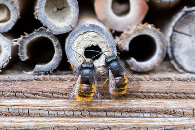 Close-up of bees on wood