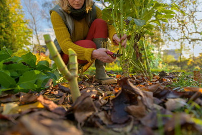 Woman pruning back dahlia plant foliage before digging up the tubers for storage.