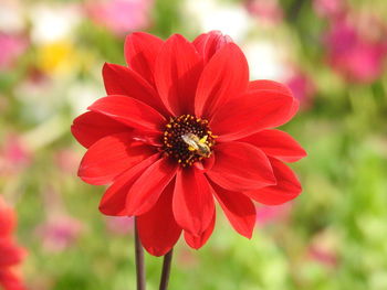 Close-up of red flower