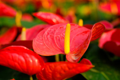 Close-up of red flowering plant