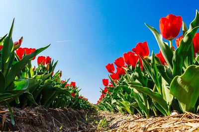 Close-up of red flowers blooming on field against clear sky