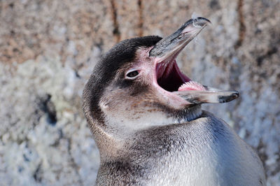 Midsection of angry penguin