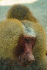 Close-up portrait of a monkey