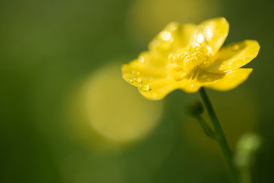 Close-up of raindrops on yellow flower