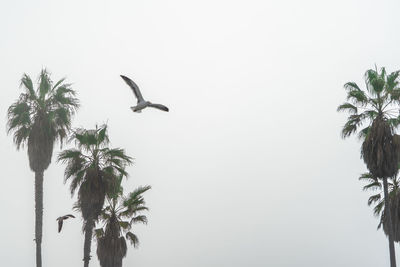 Low angle view of bird flying against clear sky