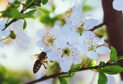 Honey bee flying in front of apricot blossoms