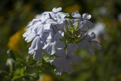 Close-up of pink flowers