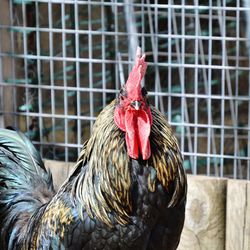 Close-up of rooster