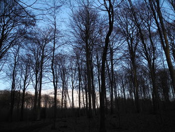 Trees in forest against sky