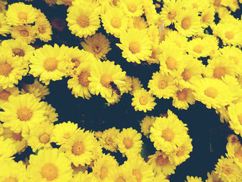 Close-up of yellow flowers