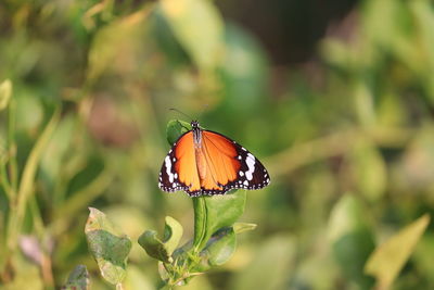 Close-up of butterfly pollinating flower