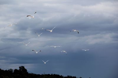 Low angle view of seagulls flying in sky