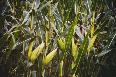Close-up of green plants growing outdoors