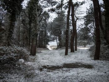 Trees in forest during winter