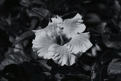 Close-up of flower blooming outdoors