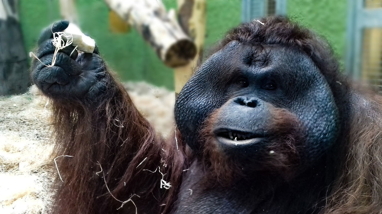 CLOSE-UP PORTRAIT OF MONKEY WITH MONKEYS