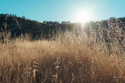 Scenic view of field against clear sky