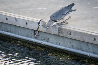 Bird perching by the lake