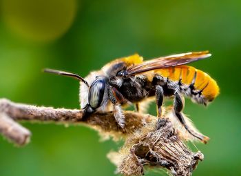 Close-up of bee pollinating flower