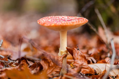 Close-up of mushroom growing on field