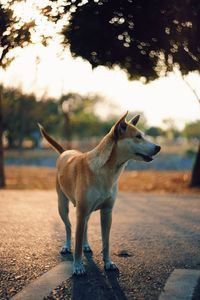 Dog looking away on field