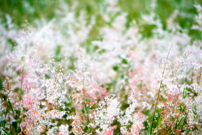 Close-up of small flowering plants on field