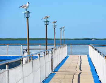 Seagulls perching on railing by sea against clear sky