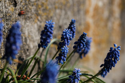 Close-up of purple flowering plants