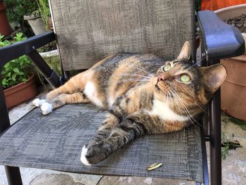 High angle view of a cat