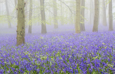 Purple flowering plants in forest