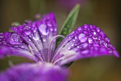 Close-up of water drops on pink flower