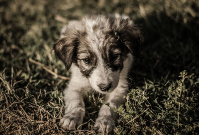 Portrait of puppy sitting on field