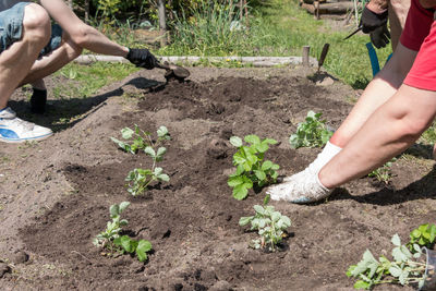 Cropped hand of man holding plants