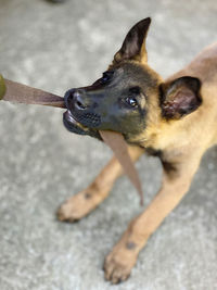 Close-up of dog looking away