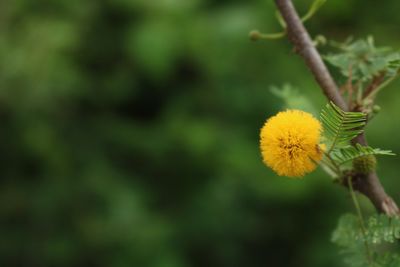 Close-up of yellow flower