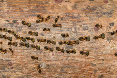 High angle view of ants on tree trunk