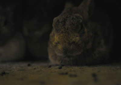 Close-up of sleeping rabbit