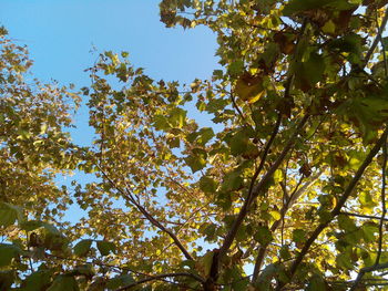 Low angle view of trees