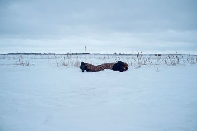 Dog on snow field against sky