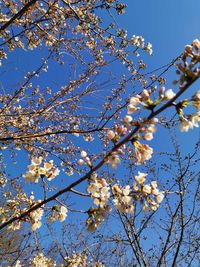 Low angle view of cherry blossom against blue sky