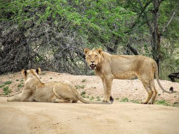 Lionesses on field against trees at kruger national park