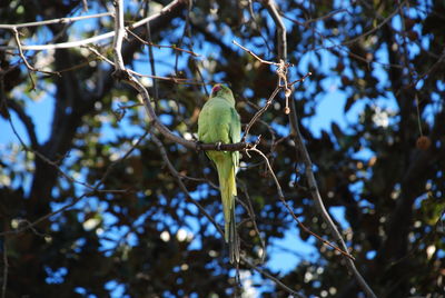 Low angle view of bird perching on tree