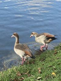 View of birds on lakeshore