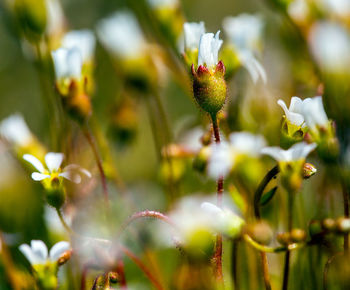 Close-up of flowers blooming outdoors