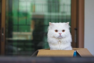 Portrait of white cat