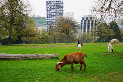 Sheep grazing in a field