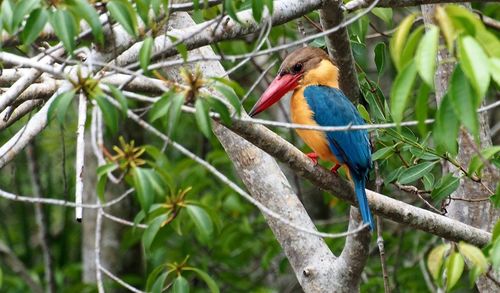 Close-up of bird perching on branch