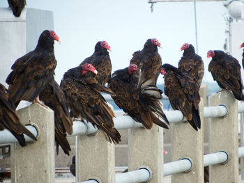 Birds perching on railing against wall